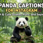 Panda Captions For Instagram